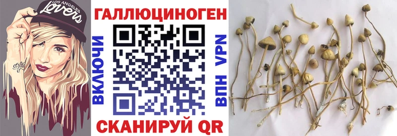 купить сайты Тбилисская Галлюциногенные грибы Psilocybine cubensis